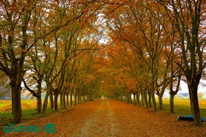 راهنمای خرید پرده برای آشپزخانه مدرن در فصل پاییز